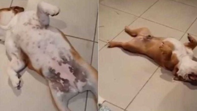 Cães fingem desmaio para escapar de bronca após destruírem sala, e viralizam; vídeo