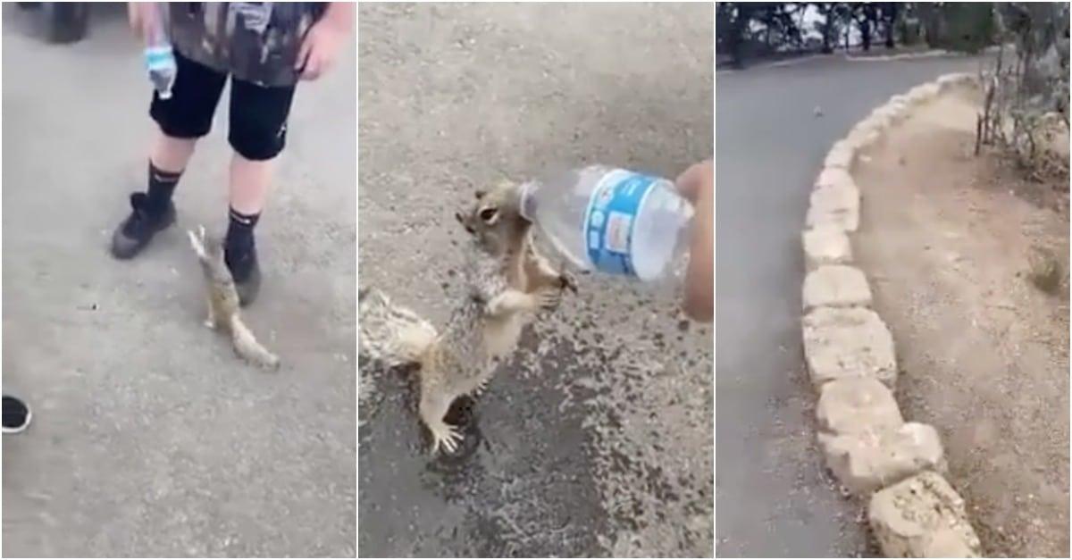 Esquilo com sede implora para garoto por um pouco de água