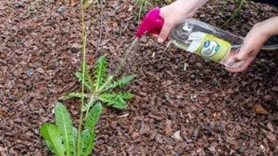 Sabão, sal e vinagre – um truque barato e fácil para acabar com as ervas daninhas no seu quintal