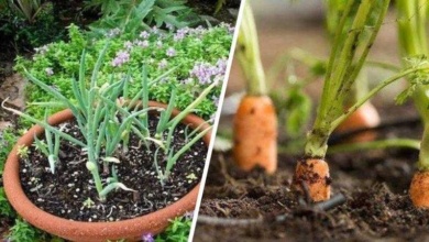 10 vegetais fáceis de cultivar e rápidos para produzir