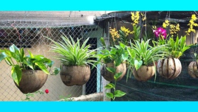 Transformando Coco seco em Belos Vasos para Plantas