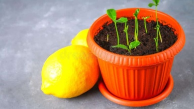 Como plantar um pezinho de limão
