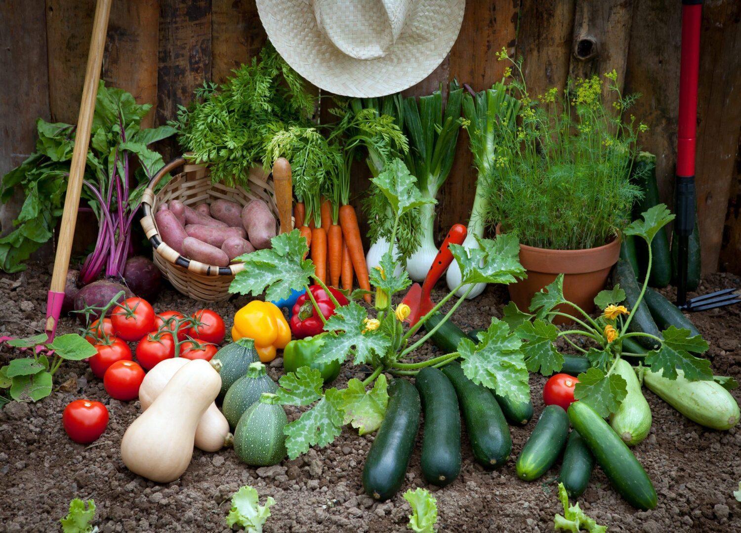 10 Legumes fáceis de cultivar e rápidos para produzir