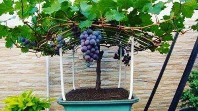 Como cultivar uvas em casa, é mais fácil do que parece.