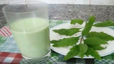 Mastruz com leite: 7 benefícios incríveis para a saúde