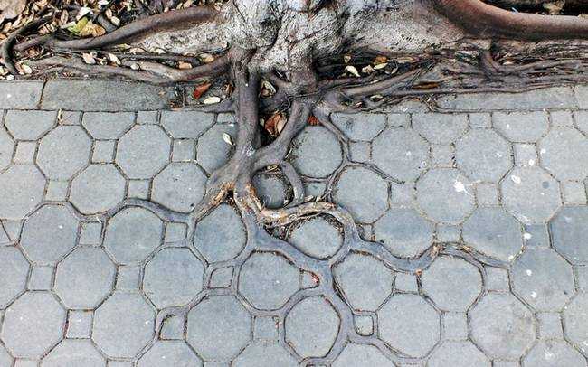 raízes-de-árvores-que-exibem-a-magia-da-natureza-2