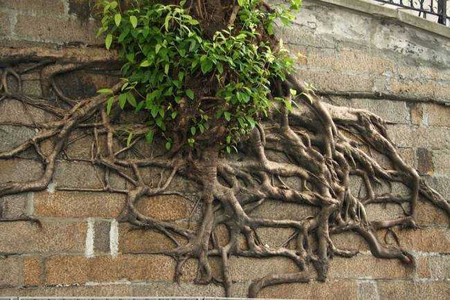 raízes-de-árvores-que-exibem-a-magia-da-natureza-10