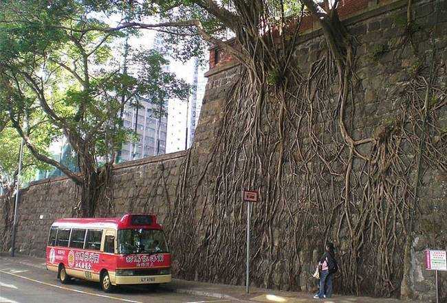 raízes-de-árvores-que-exibem-a-magia-da-natureza-11