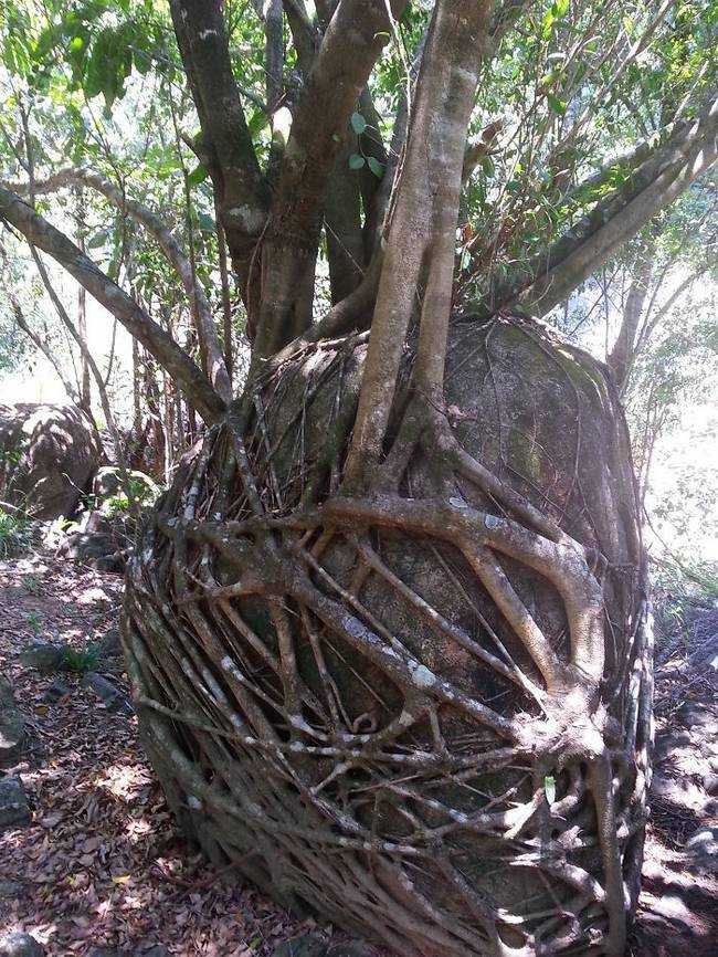 raízes-de-árvores-que-exibem-a-magia-da-natureza-17