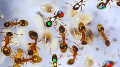 5 Dicas caseiras de como acabar com as formigas