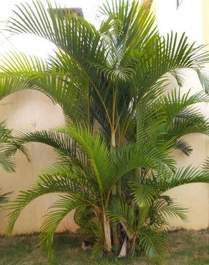 Tipos-de-palmeiras-para-jardim-Palmeira-Areca