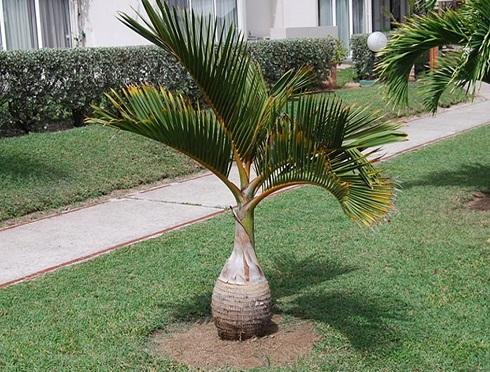 Tipos-de-palmeiras-para-jardim-Palmeira-Garrafa