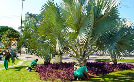 Tipos-de-palmeiras-para-jardim