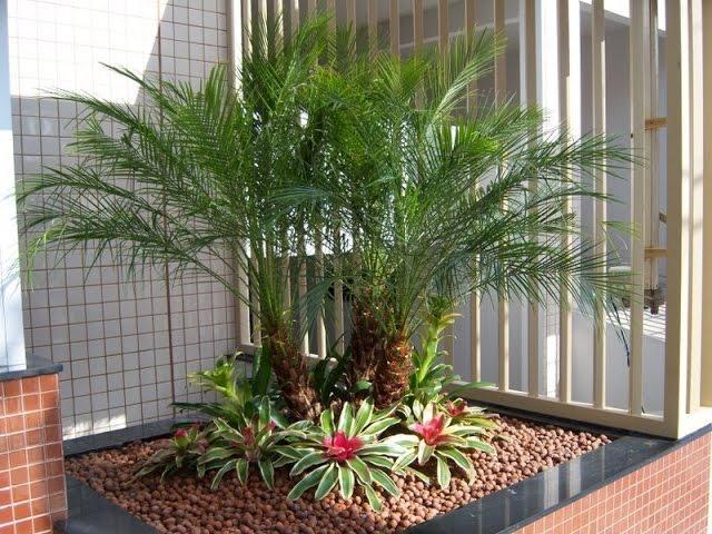 Tipos-de-palmeiras-para-jardim