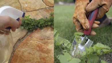 9 formas de acabar com as ervas daninhas no jardim