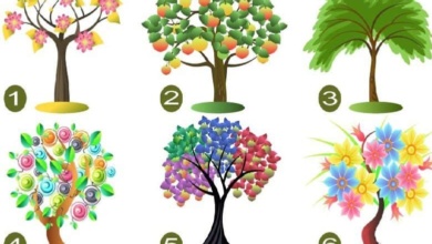 Escolha uma árvore e nós revelaremos seus traços de personalidade dominante!