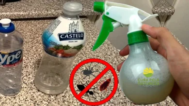 5 dicas naturais para eliminar insetos da sua casa
