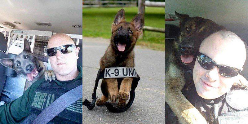 12 Cães policiais