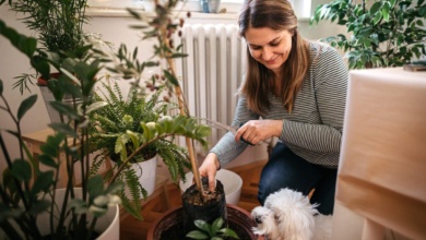 8 plantas ideais para quem tem animais em casa