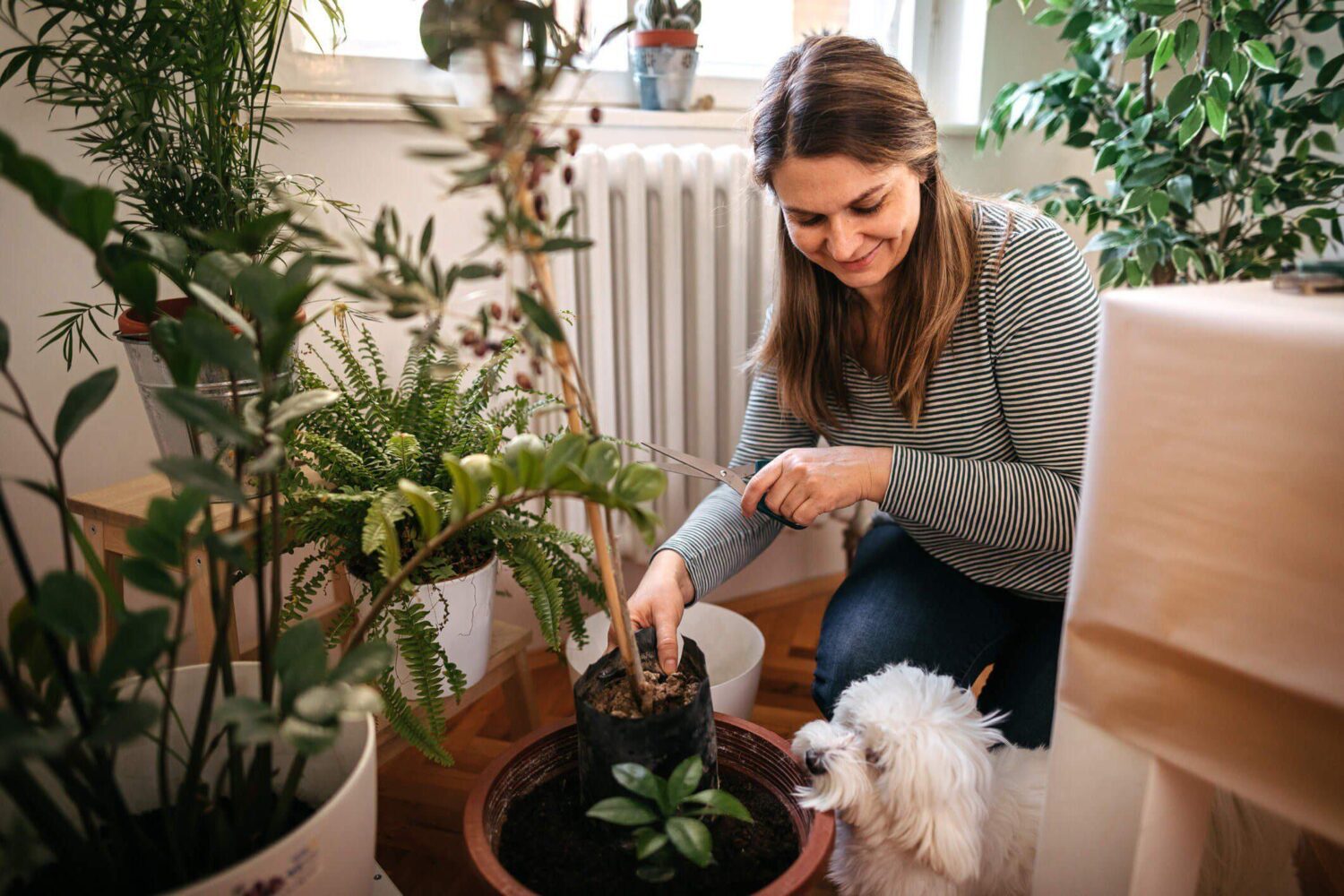 8 plantas ideais para quem tem animais em casa