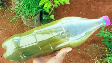 Receita do “adubo-bomba”: vai turbinar as plantas do seu jardim/horta