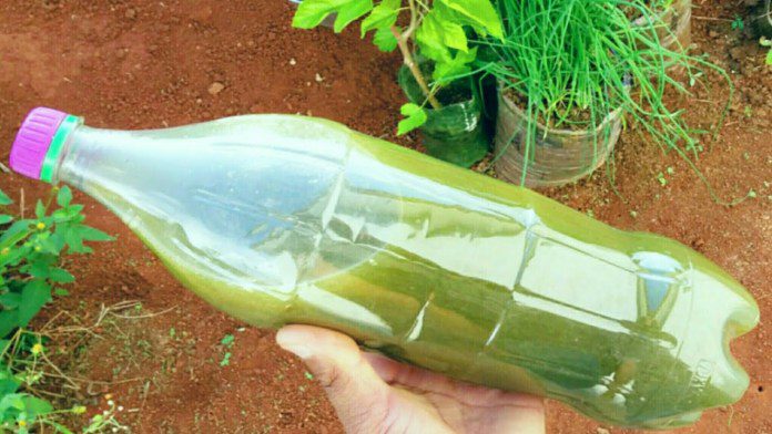 Receita do “adubo-bomba”: vai turbinar as plantas do seu jardim/horta