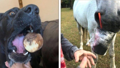 17 Animais que são ladrões de comida e nem fazem questão de esconder