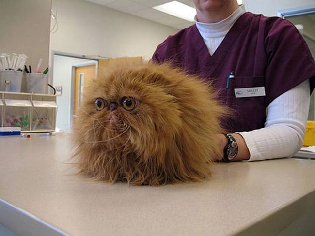 25 Gatos assustados ao descobrirem que estão no veterinário 1