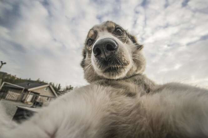 veja 15 animais que fazem selfies melhores que você s7