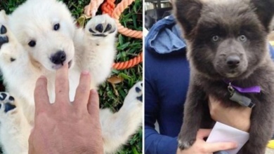14 cães fofos que se parecem com bichos de pelúcia