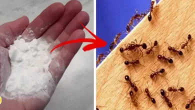 Saiba como combater as formigas com truque do bicarbonato de