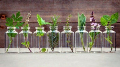 10 ervas que você pode cultivar usando apenas água
