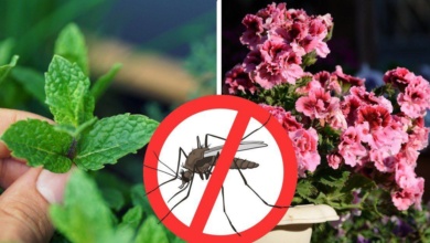 5 Plantas que repelem insetos naturalmente