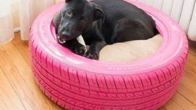 Transforme pneus velhos em cama para cães e gatos