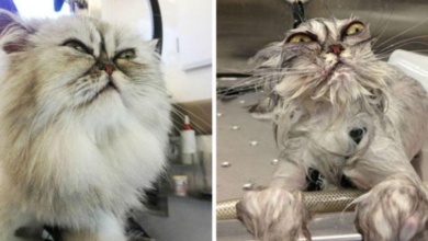21 fotos reveladoras de animais antes e durante o banho f
