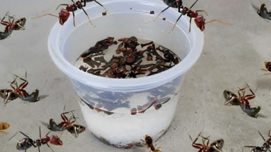 Aprendi como acabar com as formigas da minha casa usando essa misturinha caseira de 3 ingredientes