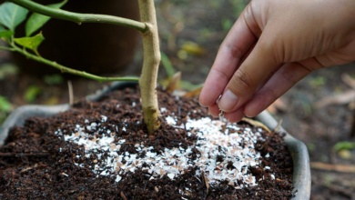 pounded eggshells can be used as fertilizer