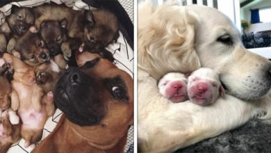 21 cadelas que fazem questão de demonstrar orgulho por seus filhotes