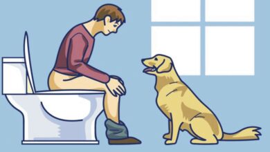 a razão por que seu cachorro vai ao banheiro com você e se senta ao seu lado é mais interessante do que você imagina!