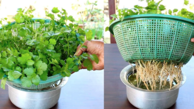 Cultivando coentro fresco em casa