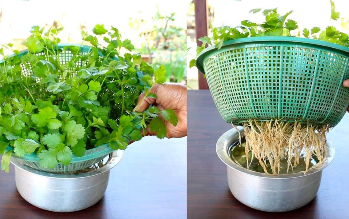 Cultivando coentro fresco em casa