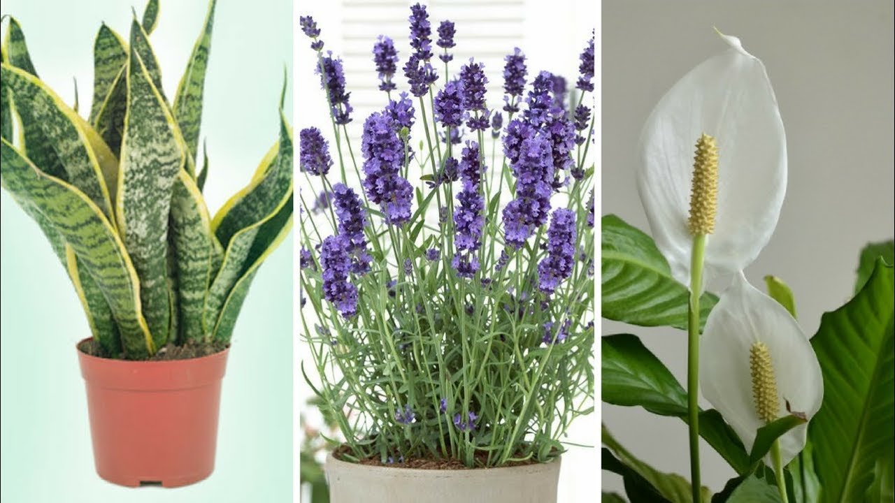 4 plantas que você deve ter em seu quarto para dormir bem