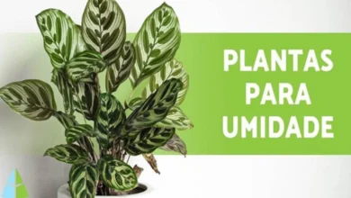 8 Plantas que absorvem umidade (nomes e cuidados)