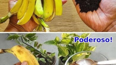 Adubo Caseiro para Plantas com 2 Ingredientes