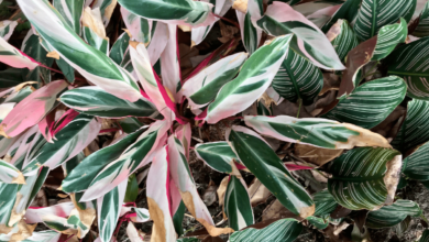 Como Cultivar Planta Maranta