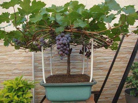 Como cultivar uvas em casa, é mais fácil do que parece.