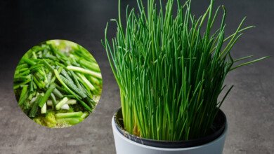 Cultivar a Cebolinha em Vaso