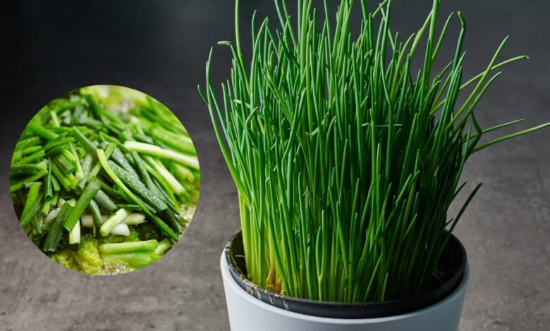 Cultivar a Cebolinha em Vaso