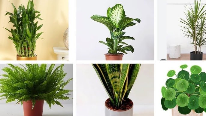 12 Plantas Tão Fáceis que Quase se Cuidam Sozinhas