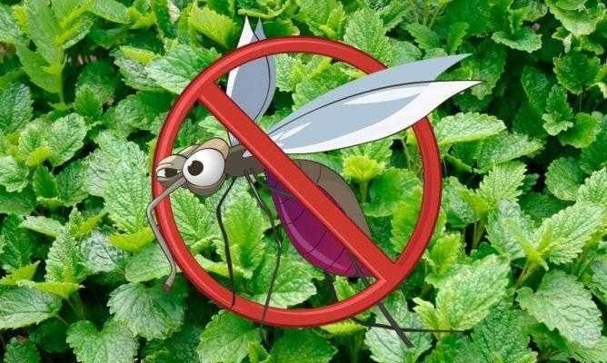 10 plantas para afastar insetos de casa
